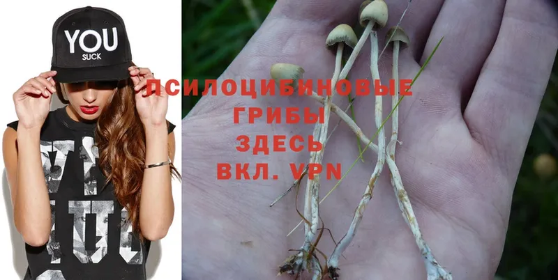 наркота  OMG вход  Псилоцибиновые грибы MAGIC MUSHROOMS  Луга 