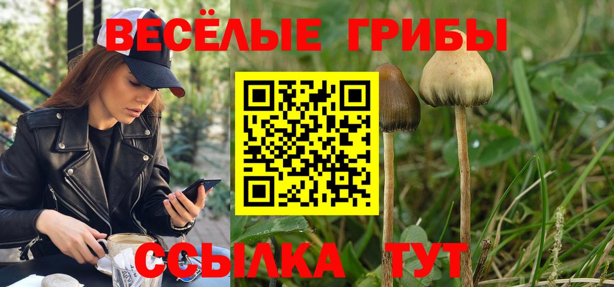 Галлюциногенные грибы GOLDEN TEACHER  Луга  Псилоцибиновые грибы Magic Shrooms 